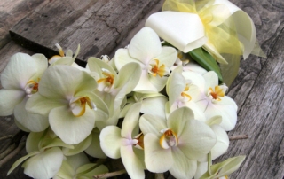 Phaleanopsis orchideeën